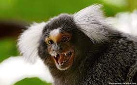 Are Pet Monkeys Legal in Virginia: The Curious Case of Pet Monkeys